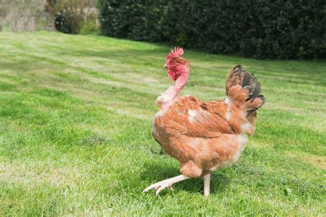 12 Hot Weather Chicken Breeds To Tolerate Warm Weather