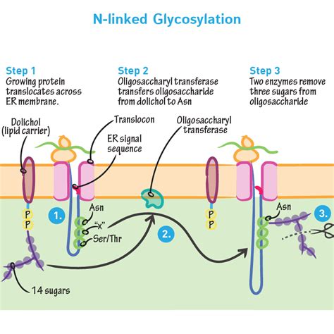 Cell Biology Glossary N Linked Glycosylation Draw It To Know It