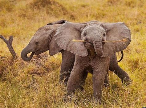 Cute Baby Elephant 