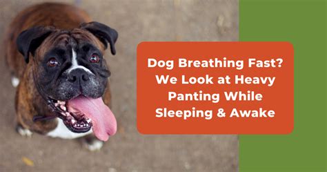 Dog Breathing Fast Heavy Panting And Shallow Breathing Causes
