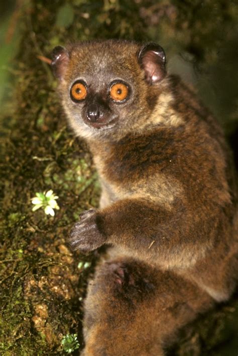 Northern Sportive Lemur Endangered Wildlife