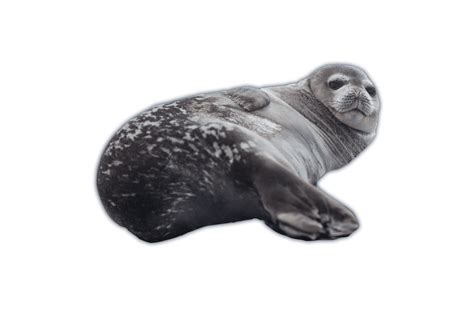 Earless Seals Ocean Animals