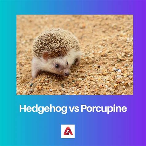 Hedgehog Vs Porcupine Difference And Comparison