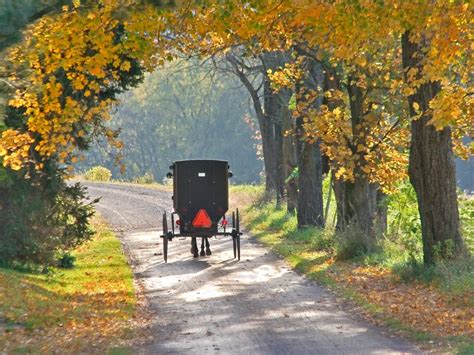 Amish Bugg Going Through Fall Trees Smithsonian Photo Contest