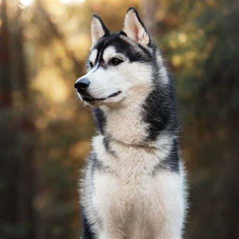 Droll Siberian Husky Breeds L2sanpiero