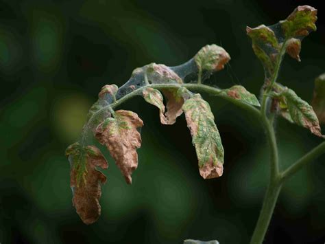 So Your Tomato Plant Has Wilted Leaves Heres What To Do Off The