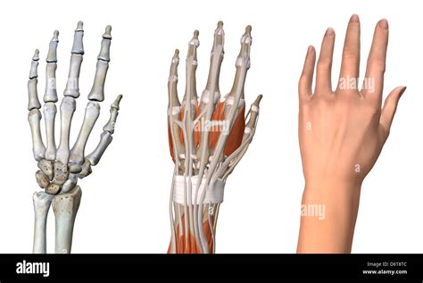 Three views female hand anatomy skeletal muscular skin Close up Stock