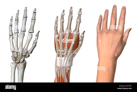 Hand Skeletal Anatomy