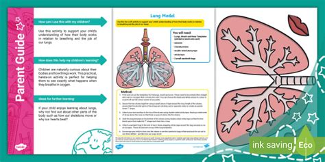 Lung Diagram Model Of The Lungs Parent Resources