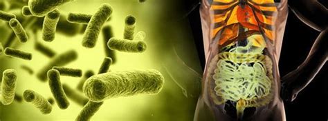 Disbiosis Intestinal O Disbacteriosis La Antesala De Muchas Enfermedades