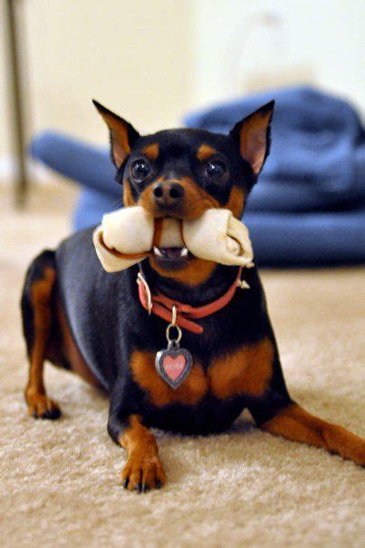 The miniature pinscher is often considered to be a miniature version of a doberman. Dog Breed Personal Check Designs | DoggieChecks.com ...