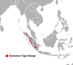 5 5 Tigers Naked And Alone In The Disappearing Sumatran Forests