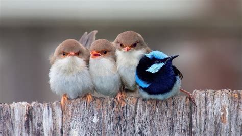Cute Little Birds Hd Wallpaper Wallpaperfx