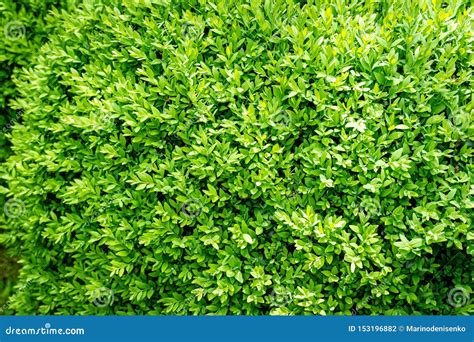 The Bright Shiny Young Green Foliage Of Boxwood Buxus Sempervirens As