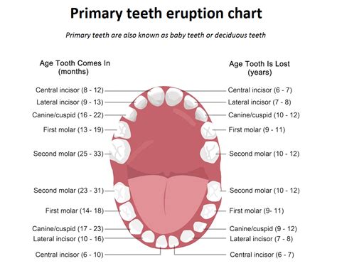 Primary Dentition News Dentagama