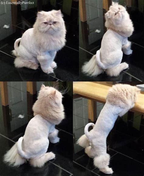 Before And After Teddy Bear Cat Haircut Eilidhmelodi