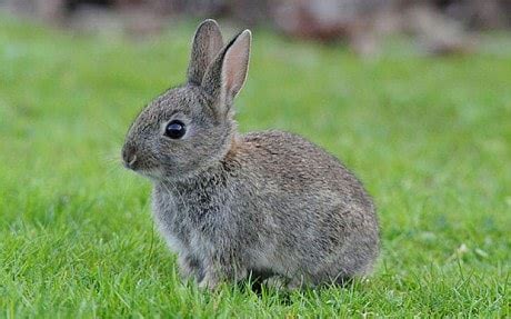 QI: some quite interesting facts about rabbits - Telegraph
