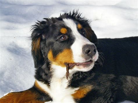 Berner Sennen Til Salg Find Din Næste Hund På Dyreportal