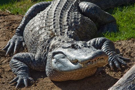 Texas Reptile Sanctuary With 450 Alligators On High Alert As