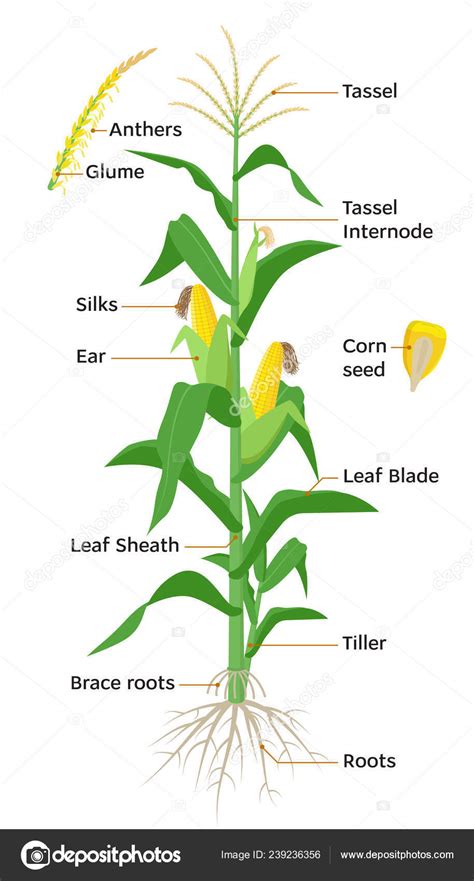 Diagramme De La Plante De Maïs éléments Infographiques Avec Les