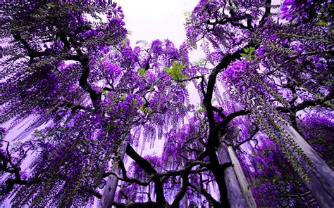 Purple Flowers In The Trees Abstract Wallpaper