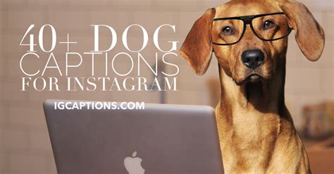 40 Dog Captions For Instagram Dog Lovers On Instagram