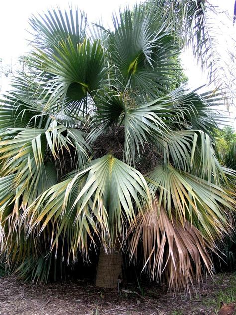 Plantfiles Pictures Sabal Species Bermuda Palmetto Bibby Tree