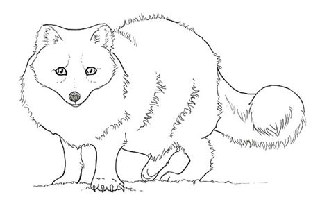 Download and print these cute baby fox coloring pages for free. Baby Artic Fox Coloring Pages: Baby Artic Fox Coloring ...