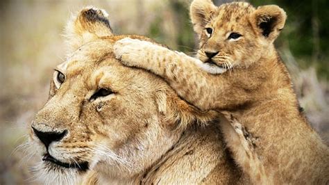 Lion Cubs Are Amazing Cute Baby Lions Funny Pets Youtube