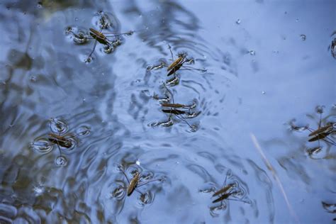 Water Bugs Free Stock Photo Public Domain Pictures