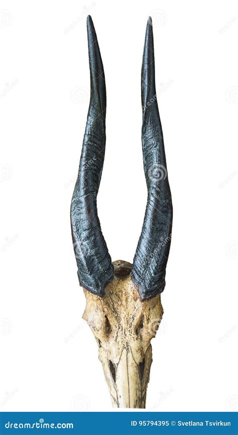 Antelope Horns Stock Image Image Of Horns Africa Antelope 95794395