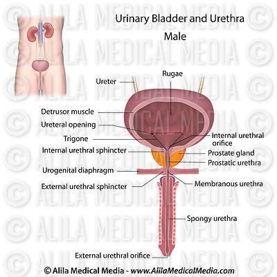 Human anatomy for muscle, reproductive, and skeleton. Alila Medical Media | Urinary System Images
