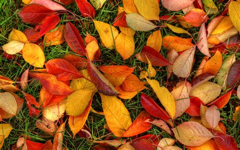 Autumn Leaves Desktop Wallpaper Wallpaper High Definition High