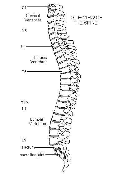 Spine Diagram Patient