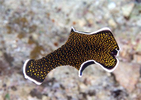 Thysanozoon Nigropapillosum Swimming Flatworm Taveuni Fiji