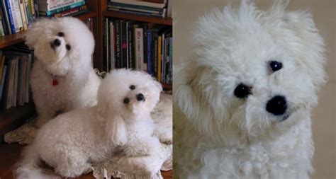 According To Science This Is What It Means When Bichon Frises Tilt