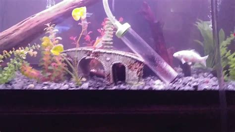Part 1 Fish Tank Maintenance On The 120 And 10 Gallon Tanks Youtube