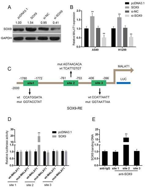 sox9 could bind to the promoter of malat1 to promote malat1 expression download scientific