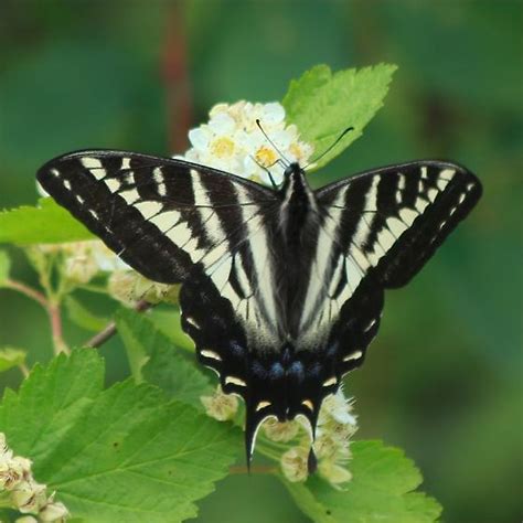 Papilionidae Papilio Eurymedon Papilio Eurymedon Bugguide Net