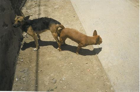 2 Dogs Stuck Two Dogs Stuck Together Dos Perros Pegaditos Flickr