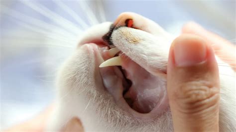 Úlceras Bucales En Gatos Causas Síntomas Y Remedios Vida Con Mascotas ️