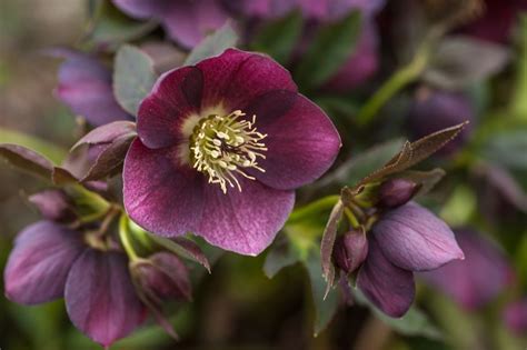 Hellebore Plant Care And Growing Guide