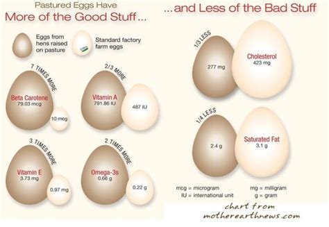 Pastured Egg Nutrition — Schmoe Farm