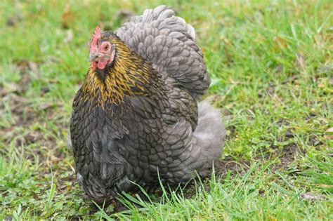 Largest Chicken Breeds In The World Largest Org