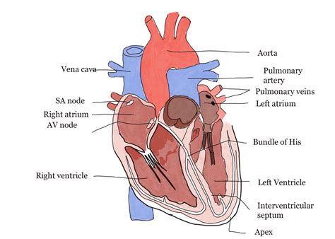 Blood vessels flow blood throughout the body. Human Circulatory System | GCSE Biology Revision Notes