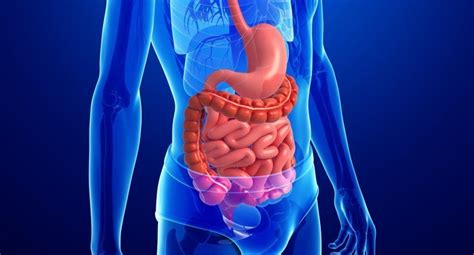 14 Datos Curiosos Sobre El Sistema Digestivo Metodo Eisi