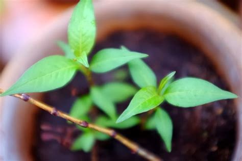 Dried parsley and fresh parsley can both be used in food dishes. Pekebun Sambilan||Part-time Gardener: Bagaimana Untuk ...