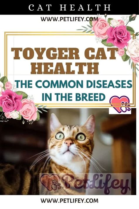 Toyger Cat Health The Common Diseases In The Breed Pet Lifey