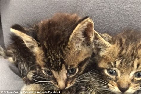 Tiny Kittens Had To Be Rescued In Benicia After Being Used As Bait For
