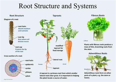 Root Structures And Systems Plant Structure Root Structure Plant